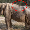 인간이 미안해…25년간 관광객 태운 코끼리, 척추 기형 충격