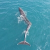 [영상] 스페인 바다서 ‘허리 휜 채 헤엄치는 고래’ 포착