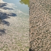 호주 강에 물고기 수백 만 마리 떼죽음…어떻게 다 치우나?