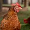 닭 파묻을 땅도 부족하다…일본 조류독감, 얼마나 심하면? [여기는 일본]