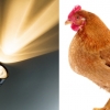 ‘손전등 살계(鷄) 사건’ 전말…손전등만으로 닭 1100마리 죽인 男 [여기는 중국]