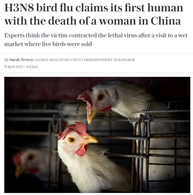 중국서 H3N8 조류독감 사망 사례가 뒤늦게 보고된 내용을 담은 영국 텔레그래프 11일자 기사 캡처
