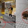 살아있는 송아지 묶어두고 ‘싱싱한’ 육포 홍보한 전문점 논란 [여기는 중국]