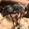 세상에서 가장 아픈 ‘개미 독’이 인간을 돕는다? [와우! 과학]