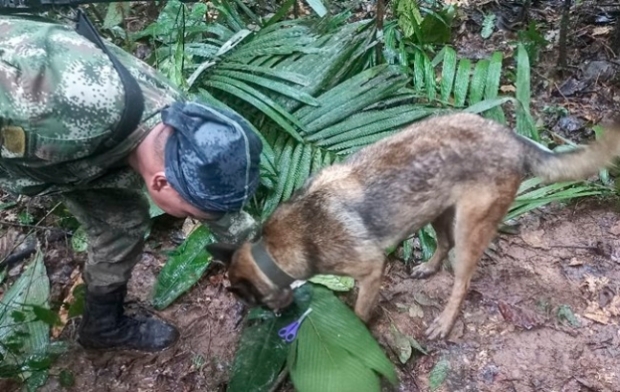 군 관계자와 실종된 어린이들의 흔적을 찾고있는 수색견. AFP 연합뉴스