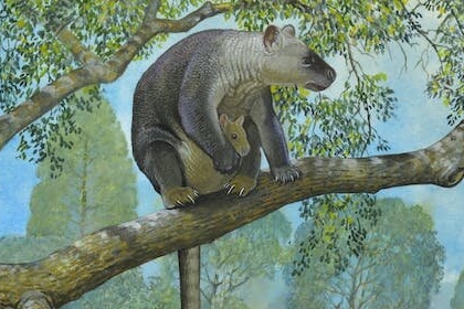고대 호주 나무 위에는 거대한 ‘이 동물’이 살았다 [핵잼 사이언스]