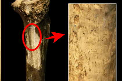 145만년 전 ‘식인 풍습’ 증거? 인류 뼈에서 ‘살 발라낸 흔적’ 발견 [핵잼 사이언스]