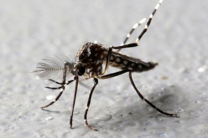 모기 관련 감염병 급증… 대규모 사망자 발생 가능성은? [핵잼 사이언스]