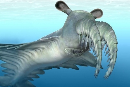 5억 년 전 이상한 새우?…최강 포식자 아노말로카리스의 비밀 [와우! 과학]