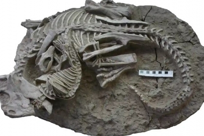 공룡의 굴욕…고양이만한 포유류에 잡아먹히는 화석 발견 [핵잼 사이언스]