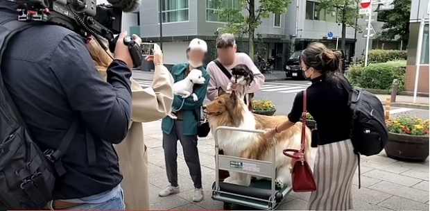 지난 7월21일 유튜브 채널에 공유된 영상은 한 공원에서 일본인 행인들이 콜리 의상을 입은 사람에게 관심을 보이는 모습을 보여준다. / 사진=나는 동물이 되고 싶다 유튜브 지난 7월21일 유튜브 채널에 공유된 영상은 한 공원에서 일본인 행인들이 콜리 의상을 입은 사람에게 관심을 보이는 모습을 보여준다. / 사진=나는 동물이 되고 싶다 유튜브