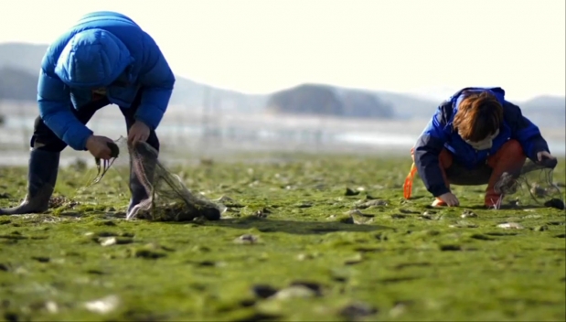 송철수 명인과 송주현 대표가 충남 서산 앞바다 갯벌에서 감태를 채취하고 있다.