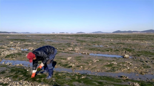 송철수 명인이 충남 서산시 가로림만에서 감태를 채취하고 있다.