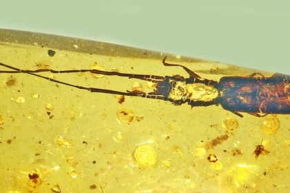 1억 년 전 호박에 갇힌 딱정벌레…긴 더듬이의 비밀 [와우! 과학]