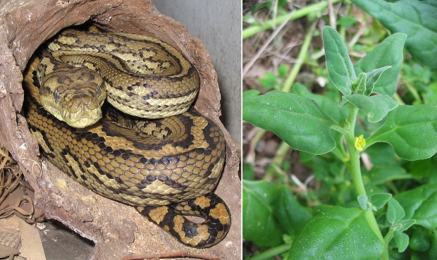 융단비단뱀(왼쪽)과 와갈리 그린 또는 뉴질랜드 시금치로 불리는 번행초의 모습. / 사진=Amos T Fairchild, Ixitixel, CC BY-SA 3.0, via Wikimedia Commons 