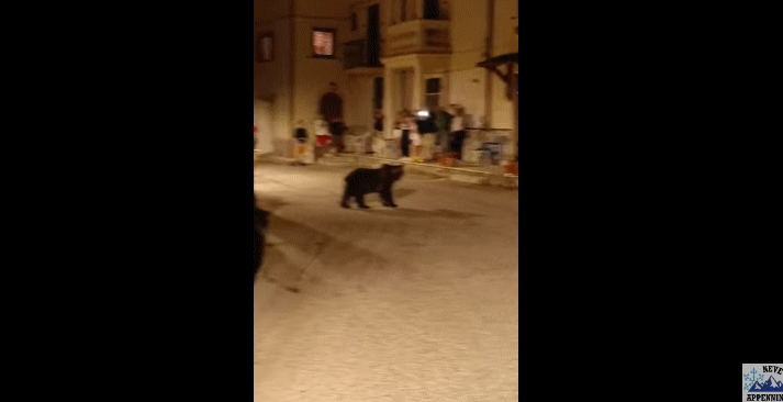 지난달 26일 아브루초의 산 세바스티아노 데이 마르시 마을에서 목격된 곰 가족의 모습. 어미에게는 이 모습이 마지막 영상이 됐다.