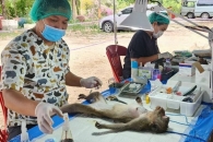 태국, 골칫덩이 된 야생 원숭이떼 ‘중성화 수술’ [여기는 동남아]