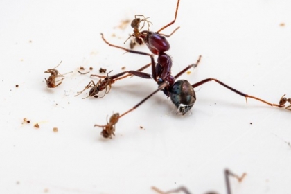 외래 침입종 개미 물리치는 호주 토종 개미의 비결 [핵잼 사이언스]