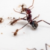 외래 침입종 개미 물리치는 호주 토종 개미의 비결 [핵잼 사이언스]