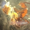 ‘좀비 개미’를 만드는 영리한 기생충 이야기 [핵잼 사이언스]