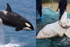 간만 쏙 빼먹는 범고래에 덜덜…남아공 백상아리의 굴욕