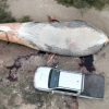 집채만 한 대왕고래 사체, 100년 만에 우루과이서 발견