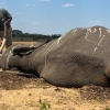 [포착] 짐바브웨 코끼리 10여 마리 참혹한 떼죽음...범인은?