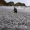 (영상)‘죽은 물고기 파도’ 펼쳐진 日 홋카이도…“원전 오염수 때문?” 의심[포착]