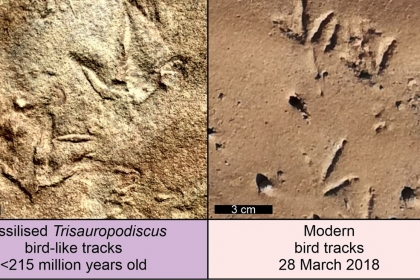 2억 1500만 년 전 새 같은 발자국 남긴 미스터리 생물 [와우! 과학]
