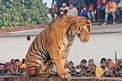 고양이 아냐?…인도 마을 담벼락 위에 엎드린 호랑이 (영상)