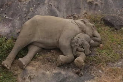어미와 단둘이 낮잠 자는 아기 코끼리, 생이별할 뻔한 사연