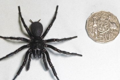 세계서 가장 치명적인 ‘거대 거미’ 발견…해독제 생산한다 [핵잼 사이언스]