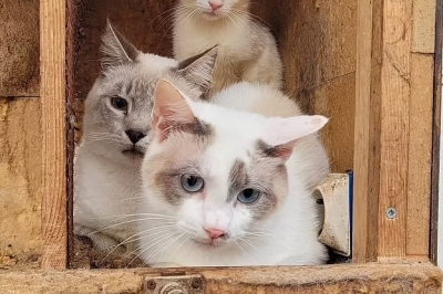 고양이 사체 67구 냉동실에 보관해 온 남성…경악스러운 이유[포착]