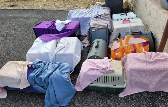 프랑스의 60대 남성 집에서 구조된 고양이 수십 마리 중 일부. 해당 남성의 집 냉동고에서는 고양이 사체 60여 구가 추가로 발결돼 당국이 조사에 나섰다