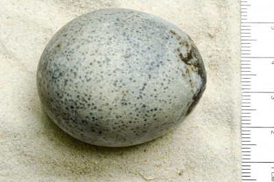 무려 1700년 전 계란…흰자·노른자 보존한 알 발견 [핵잼 사이언스]