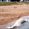 해변 모래사장에 매장된 초대형 고래...이유는 환경오염 [여기는 남미]