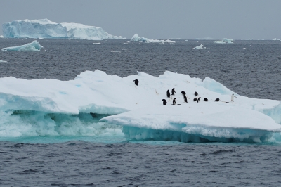 남극해빙이 사라지고 있다 “3년 연속 역대 최저”