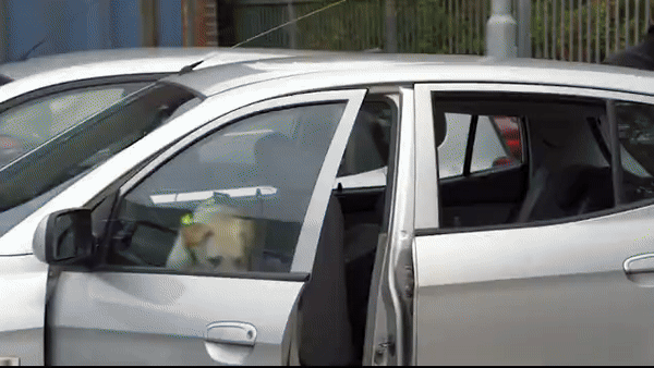 냄새로 성범죄자 잡는 경찰견