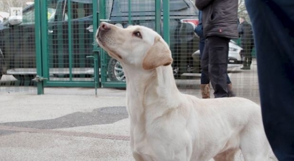 냄새로 성범죄자 잡는 경찰견