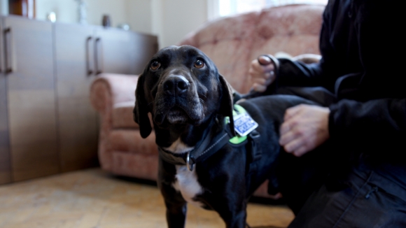 냄새로 성범죄자 잡는 경찰견