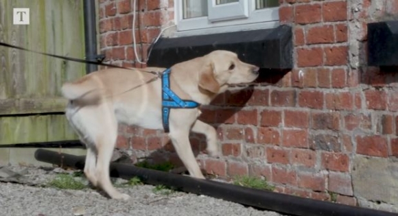 냄새로 성범죄자 잡는 경찰견