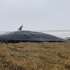 ‘펑’ 향유고래 폭발 경고령…“길이 18m 대형 고래 사체, 터질 수 있어 접근 금지”
