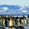 칠레 “사상 최초로 남극 아델리 펭귄 조류 독감 감염 확인” [여기는 남미]