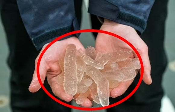 미국 오리건주립대학 연구진이 미국 오리건해안에서 발견한 불우렁쉥이(피로솜)을 들어 보이고 있다.