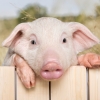중국 연구진, 세계 최초 돼지 간→인간에게 이식…“10일째 정상 작동”[핵잼 사이언스]
