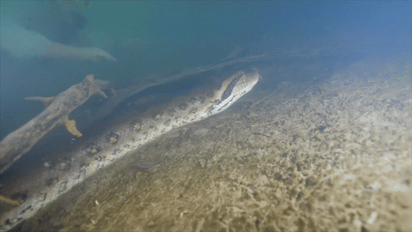 프리크 본크 교수가 신종 아나콘다 뱀과 함께 헤엄치고 있다. / 출처=프리크 본크 인스타그램