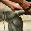 원숭이 갱단의 치열한 패싸움, ‘두목 체포’… 태국 원숭이 소탕작전 [여기는 동남아]