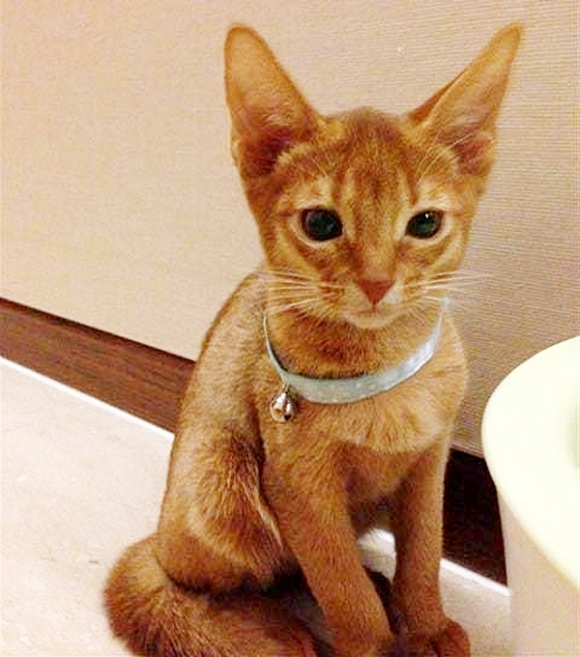 2014년 부산 해운대구 한 아파트 24층 베란다에서 떨어진 영국산 ‘아비시니안’종인 고양이 ‘살구’(암컷)가 화단에  심어진 철쭉 꽃밭 위로 떨어져 기적적으로 목숨을 건졌다.  서울신문 DB.