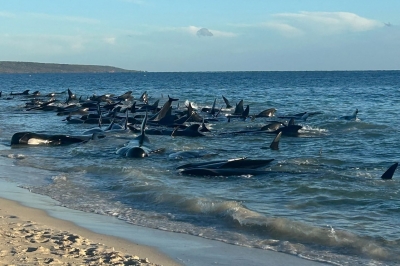 빽빽하게 모여 해변으로…호주서 고래 160마리 집단 좌초