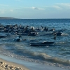 [포착] 빽빽하게 모여 해변으로…호주서 고래 160마리 집단 좌초